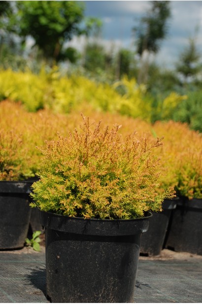 Золотиста туя Рейнголд, що змінює колір на мідний взимку.