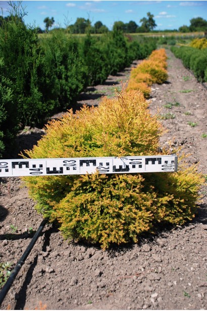 Туя Рейнголд з яскравою золотисто-жовтою хвоєю.