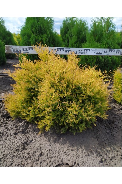 Туя західна Рейнголд - ком12кг/вис.30-40см/Ø50-60см