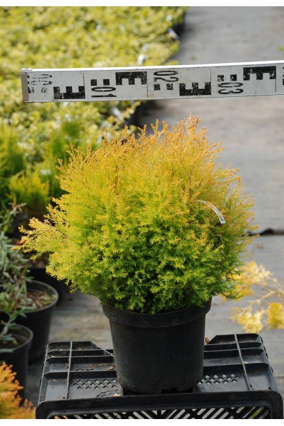 Туя західна Рейнголд