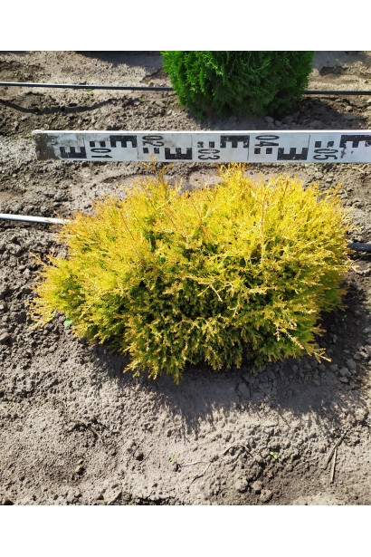 Туя західна Рейнголд - ком12кг/вис.30-40см/Ø50-60см