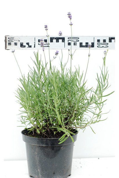 Лаванда вузьколиста діаметр 20-30 см