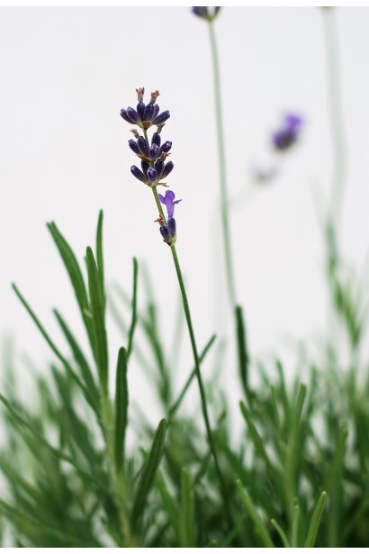 Фіолетова квітка лаванди