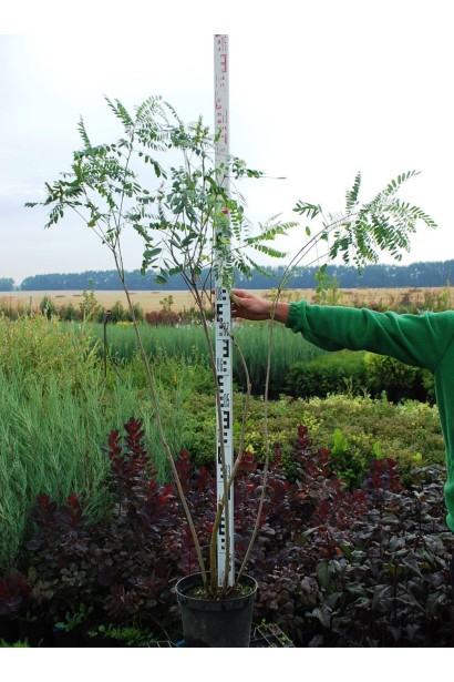 Аморфа кущова в горщику