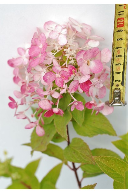 Гортензія Рендіа розмір квітки