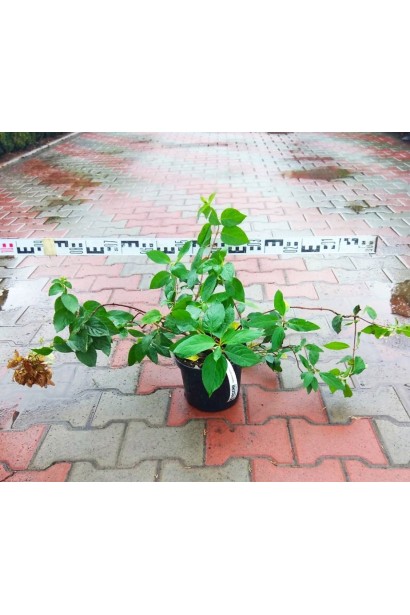 Гортензія Даймонд Руж контейнер 3 л діаметр 80-100 см