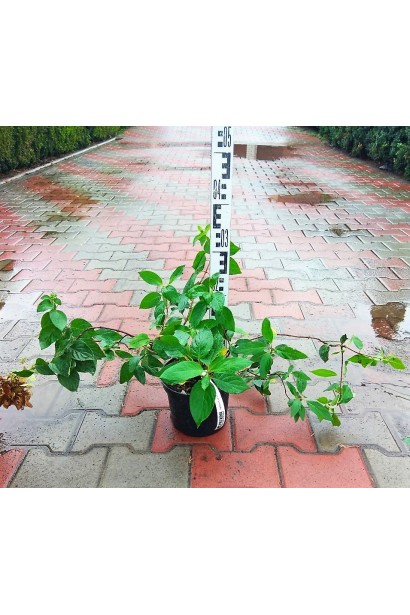 Гортензія Даймонд Руж горщик 3 л висота 20-30 см