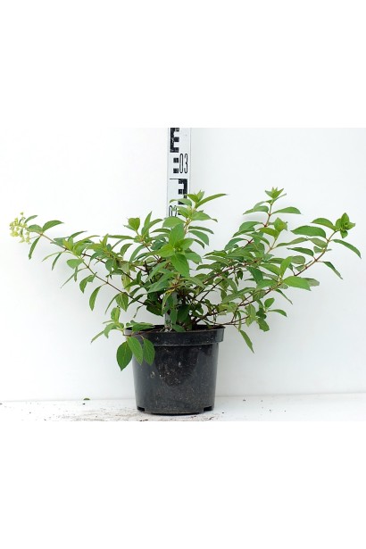 Гортензія Рендіа саджанець 20-30 см