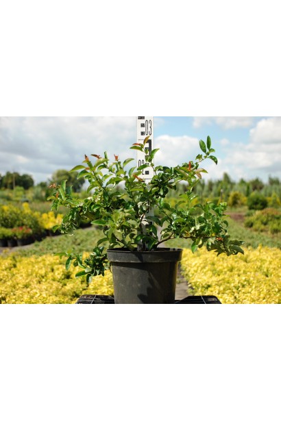  Chaenomeles х superba Orange Trail