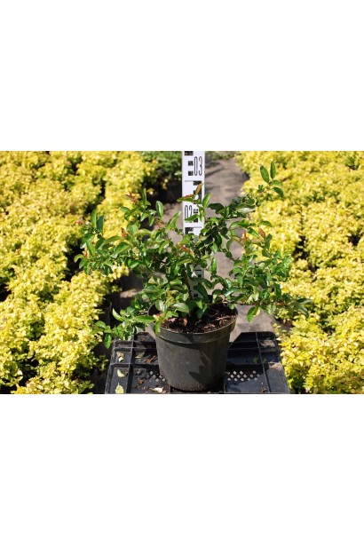 Айва Оранж Трейл  в контейнері в садовому центрі