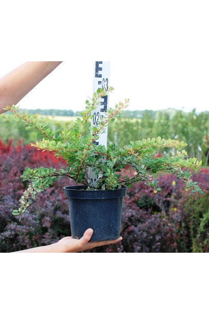 Барбарис Старберст контейнер - 5л/вис.30-50см/Ø35-45см/