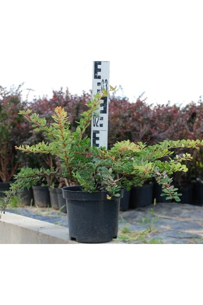 Барбарис Тунберга Старберст висота 20-30 см