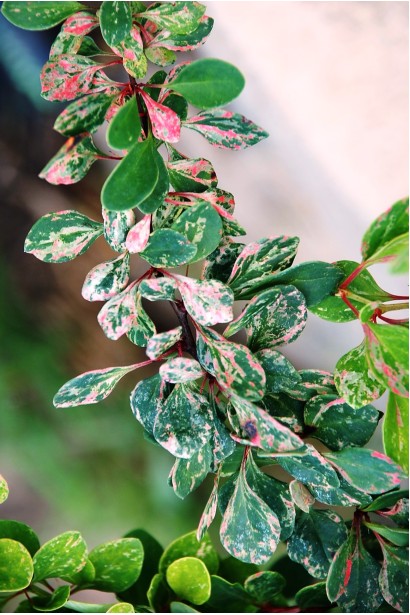 Строкате листя Барбарису Старберст