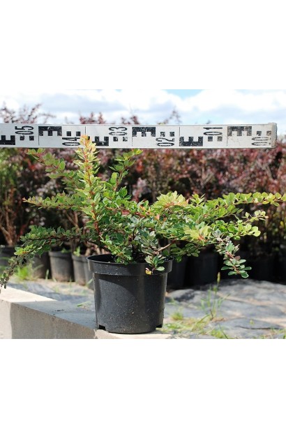 Барбарис  Старберст в контейнері 5 л, діаметр 40-50 см