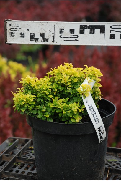 Барбарис Тунберга Тини Голд в контейнере 3 л, диаметр 15-20 см.