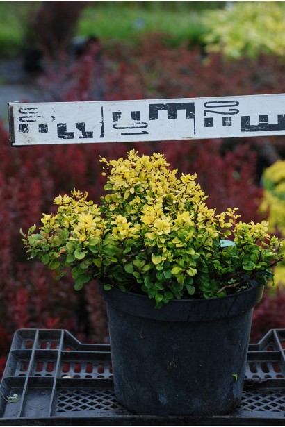 Барбарис Тунберга Тини Голд диаметр 20-25 см