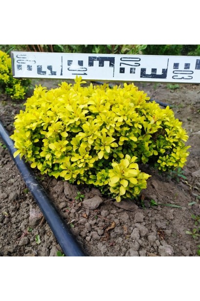 Барбарис Тунберга Тини Голд в поле диаметр 30-35 см