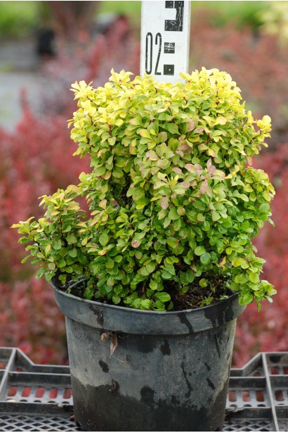 Барбарис Тунберга Тини Голд саженец в горшке С3