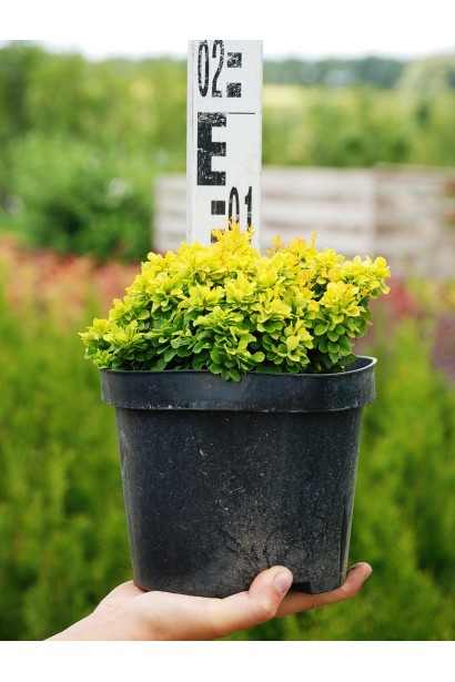 Барбарис Тини Голд горшок 3 л