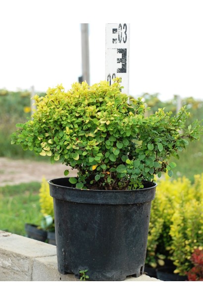 Барбарис Тини Голд окраска