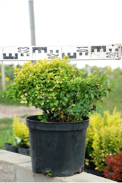 Барбарис Тини Голд зеленый в тени