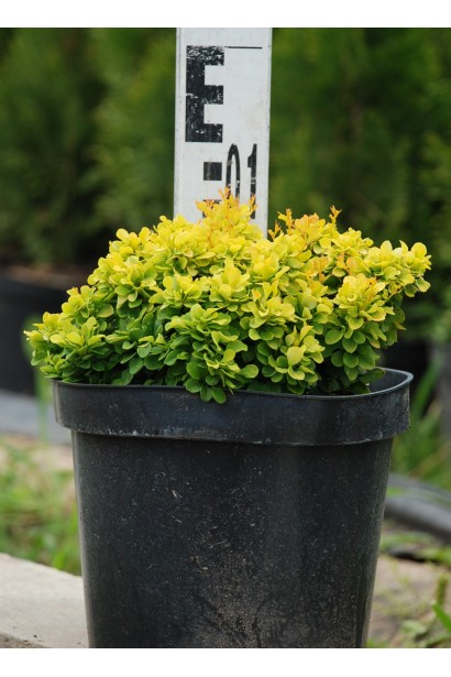 Барбарис Тини Голд высота 10-15 см.