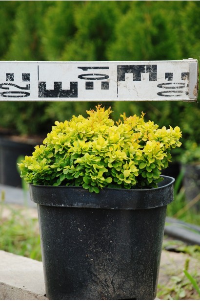 Барбарис Tiny Gold диаметр 15-20 см