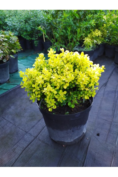 Барбарис Тунберга Тини Голд в садовом центре