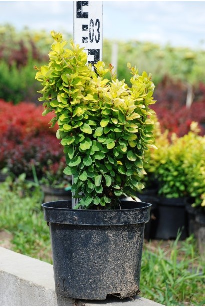 Berberis thunbergii Golden Rocket 