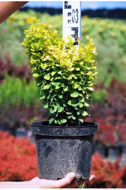 Барбарис Голден Рокет в контейнері висота  35 см