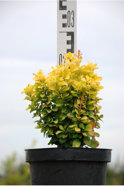 Барбарис Голден Рокет в контейнері 