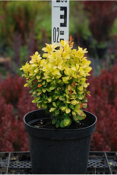 Барбарис Тунберга Голден Рокет саджанець 20 см