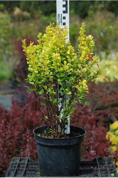 Барбарис Тунберга Голден Рокет в горщику висота 40 см