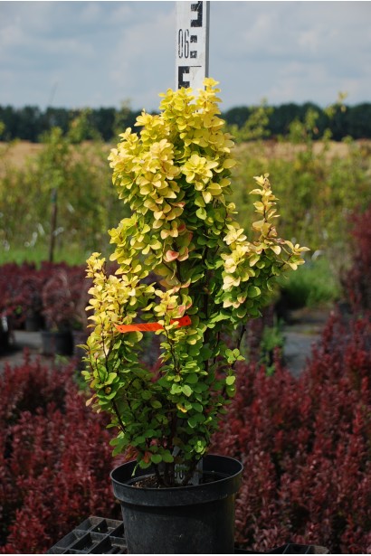 Барбарис Тунберга Голден Рокет