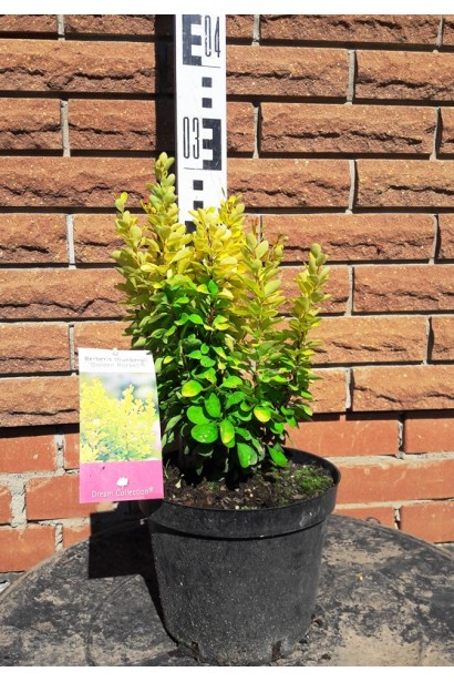 Барбарис тунберга Golden Rocket 