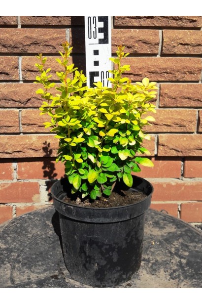 Барбарис Golden Rocket 