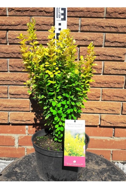 Berberis thunbergii Golden Rocket в садовому центрі