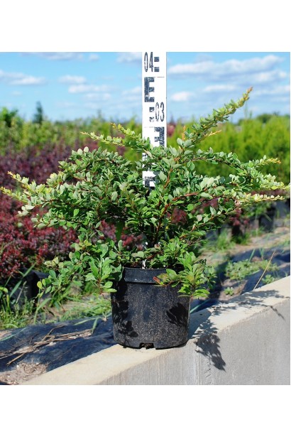 Барбарис Сільвер Б`юті висота 20-25 см