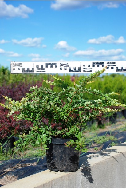 Барбарис Сільвер Б`юті в контейнері діаметр 30-40 см