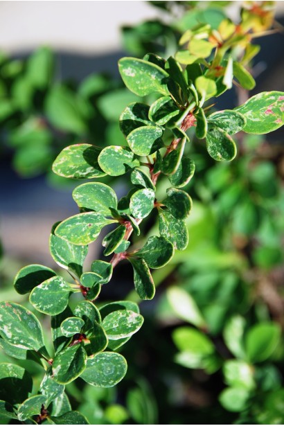 Барбарис Тунберга Сільвер Б`юті 