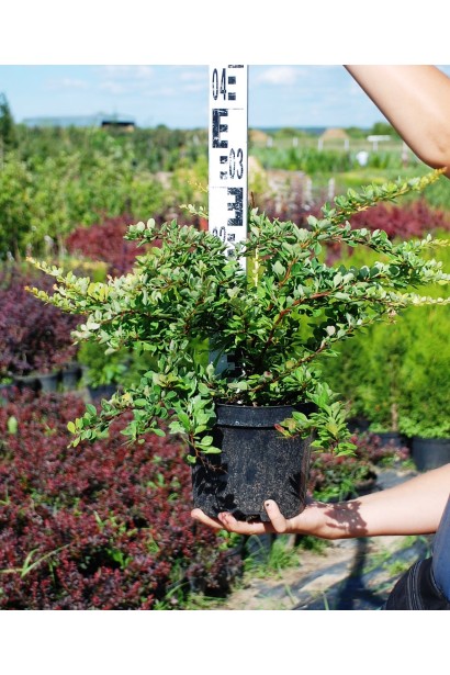 Барбарис Сільвер Б`юті саджанець в горщику 3 л
