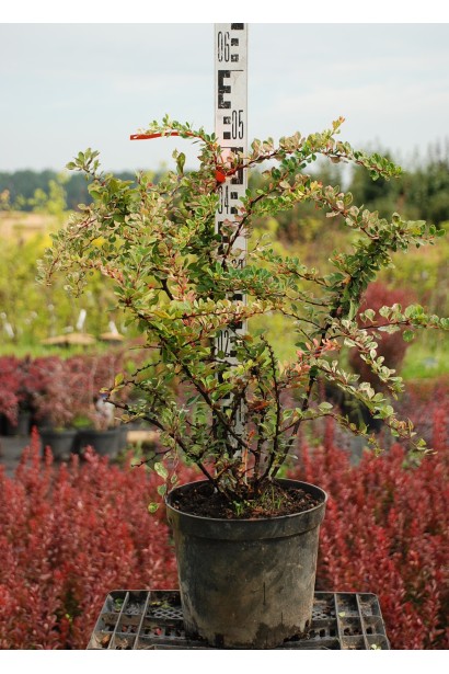 Барбарис Сільвер Б`юті контейнер 5 л