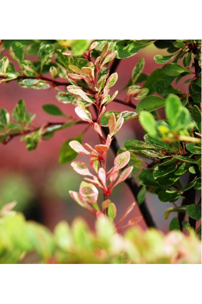Барбарис Сільвер Б`юті забарвлення листя
