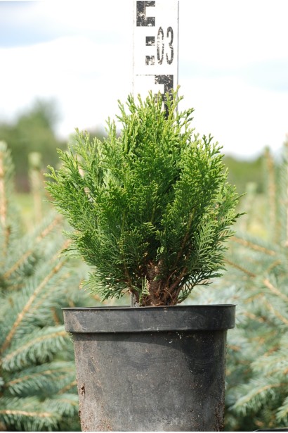 Кипарисовик Лавсона Мініма Глаука саджанець 25-30 см