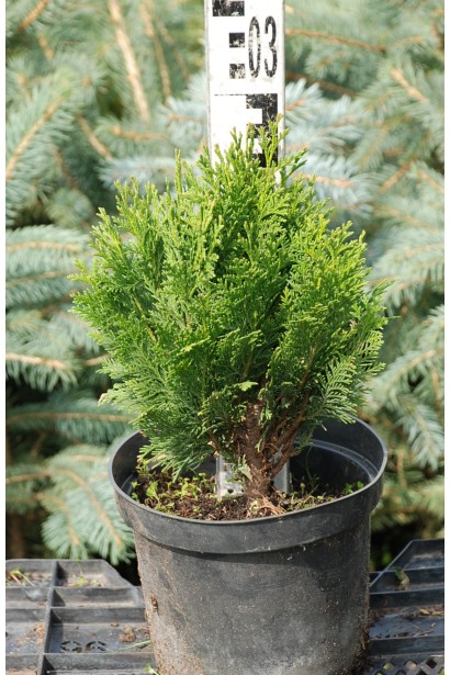 Кипарисовик карликовий Мініма Глаука