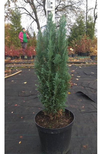 Кипарисовик колоновидний Елвуді в горщику