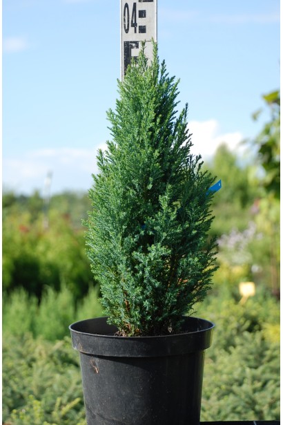 Кипарисовик Лавсона Елвуді саджанець 30-40 см