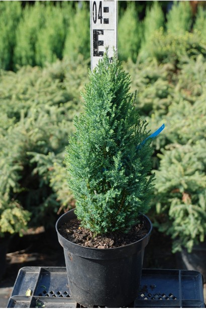 Кипарисовик Лавсона Елвуді контейнер С3