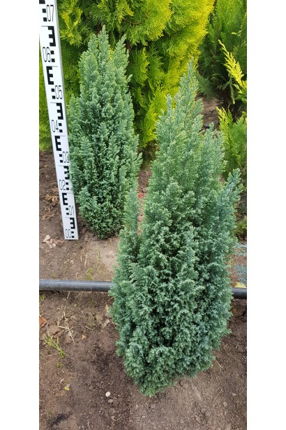 Кипарисовик Лавсона Елвуді в полі 60-70 см