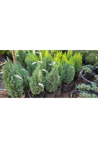 Саджанці Кипарисовика Ельвуді